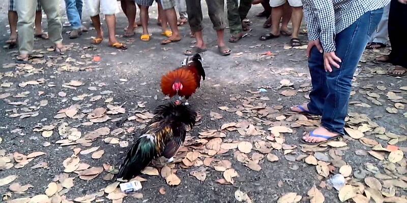 Khái quát chung về daga truc tiep C3